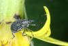 Anthonomus rubi